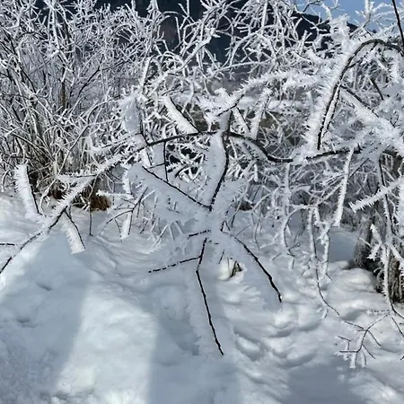 Schwaiger * ツェル アム ゼー